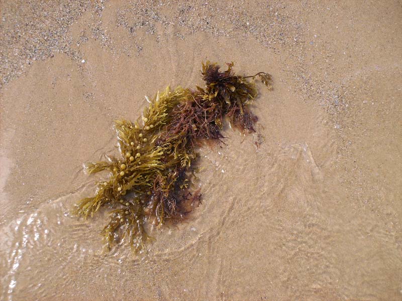 Sargassum Muticum...