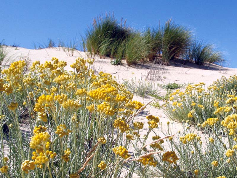 Sargassum Muticum...